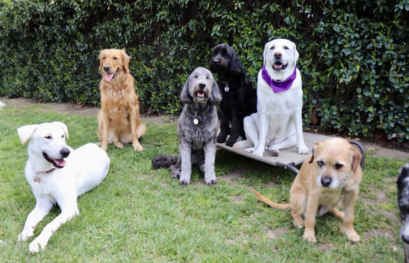 personalized dog training