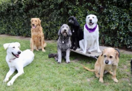 personalized dog training